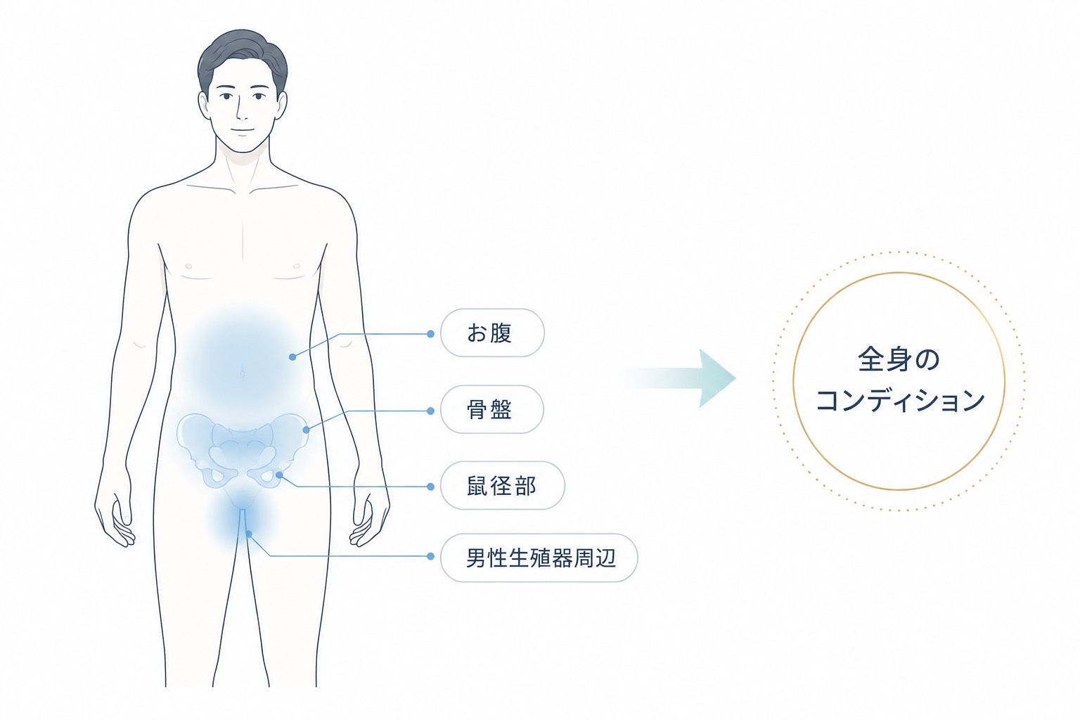 お腹・骨盤周辺・鼠径部・男性生殖器周辺をケアし、全身のコンディションを整える